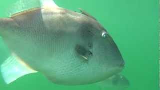 Triggerfish in Nova Scotia [upl. by Savadove695]