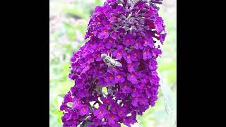 Les fleurs de mon jardin [upl. by Aerbua402]