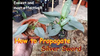 Easiest and Most Effective Way on How to Propagate Phildendron Silver Sword [upl. by Lorelei]