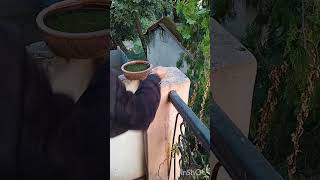 Birds k liye khana aur paniits help birds [upl. by Khajeh]