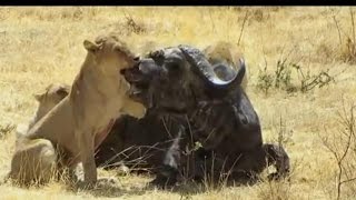 Lion vs Buffalo Deadly Fightgoodbye kiss HD [upl. by Ybbob]