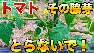 【トマト栽培】最初が重要！脇芽とりで今後の生育が大きく変わります！取るべきタイミング、残す脇芽を徹底解説！ [upl. by Anwahs]