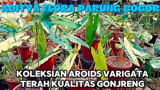 KOLEKSIAN AROIDS VARIGATA TERAH KUALITAS GONJRENG [upl. by Rednirah]