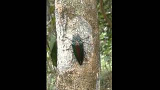 Buprestidae  Psiloptera sp besourojóia [upl. by Dalt]