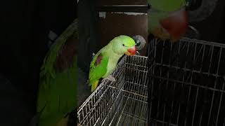 mitthu Mitthu Ringneck Talking Parrot Parrot [upl. by Inotna]