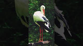 stork whitestork wildlife birds birding cigueña cute awesome nature animalistas lofi [upl. by Loginov]