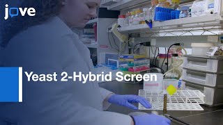 Yeast 2Hybrid Screen in Batch to Compare Protein Interactions  Protocol Preview [upl. by Halsy601]