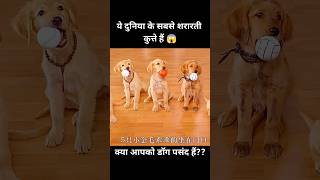 ये दुनिया के सबसे शरारती कुत्ते हैं 😱  short dog movie recap [upl. by Niveb441]