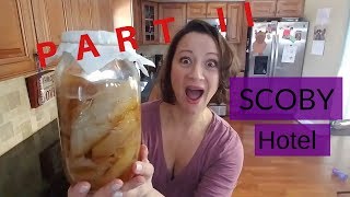 How to make a SCOBY hotel Part II [upl. by Oswald]