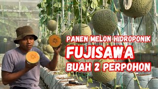 MELON HIDROPONIK FUJISAWA DIBUAHKAN 2 PERPOHON [upl. by Jeremiah]