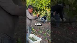 Trabajando Al 100 Top Quality vineyard Management LLC [upl. by Fredel]