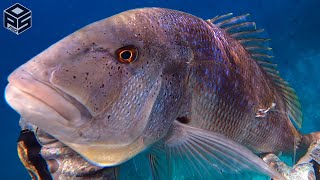 PESCASUB Dentice Enorme Cernia e Pesci Pesca subacquea Agguato Tecniche di Pesca in Apnea 2024 [upl. by Uria179]