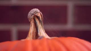 Venomous Flannel Moth Caterpillar on a Pumpkin [upl. by Jeanine97]