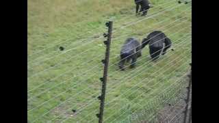 Chimp Adopts Tiger Cubs [upl. by Erleena]