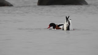 Sāmsalas dižpīle The Common Shelduck Tadorna tadorna [upl. by Ahsirek]