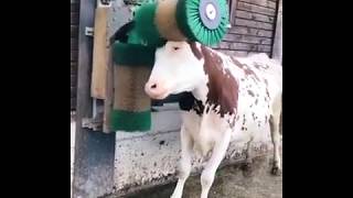 Une vache prend son pied avec une brosse [upl. by Donny]