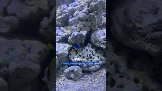 Stocking Marine Fish  Saltwater Fish Varieties Available at Blessings Aquarium  Buy Saltwater Fish [upl. by Hauhsoj]