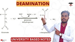 Deamination Reaction  Oxidative deamination by Glutamate dehydrogenase  Metabolism significant [upl. by Chasse507]