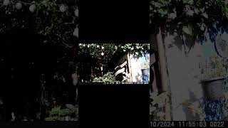 Hurry up PIDGEON birds asmr nature animals birdfeeder relaxing wildlife short shorts [upl. by Halimeda]