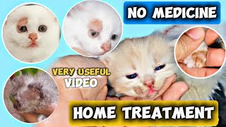 How To Treat Fungal Infection In Cat Ringworms In Cats  Fungal Infection Causes And Symptoms [upl. by Norrek]