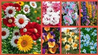 colourful flowers dpz  beautiful flowers dpz  many colourful flowers wallpaper  Dpz collection [upl. by Nihsfa]