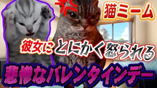 猫ミーム＜実話＞めっちゃ怒られたバレンタインデー猫ミーム 猫マニ cat [upl. by Maillil]