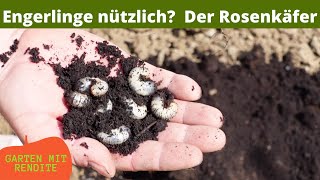 Nützliche Engerlinge  Der Rosenkäfer  Engerlinge im Blumentopf [upl. by Nedi]