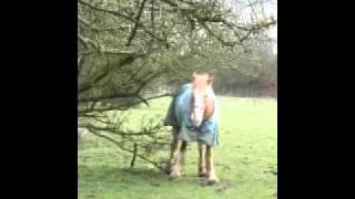 Horse scratching his bum on a tree [upl. by Kimberli]