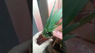 Maxillaria valenzuelana [upl. by Durno]