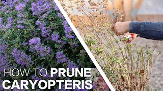 Pruning Caryopteris ✂️🌿 Garden Answer [upl. by Alya565]