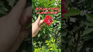 Jatropha plant care and growth  how to get flowering on Jatropha merabagh organic flowers [upl. by Avraham45]