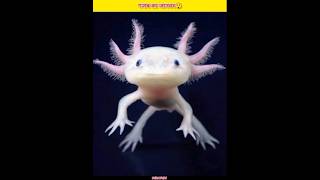 How does Axolotl Regrow its limbs🤯 shorts short facts trending [upl. by Yekcir]