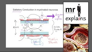 mr i explains Saltatory conduction in myelinated neurones [upl. by Enitram]