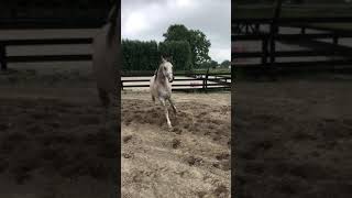 Paard te koop  Ruin 4 jaar Volbloed Arabier  equirodinl [upl. by Vinaya]