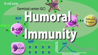 Humoral Immunity  Adaptive Immunity part 2 Animation [upl. by Colis]