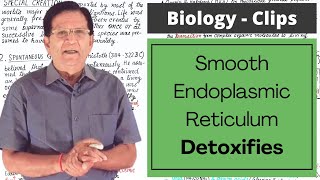 Smooth Endoplasmic Reticulum Detoxifies  Biology Clips [upl. by Fredenburg601]