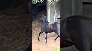 Aa ekej janver evu chh jee marvathi kotdi betu nathihorseenthusiast horse horseridind horsefan [upl. by Resaec]