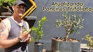 Fazer bonsai quotsem usar aramequot [upl. by Page]