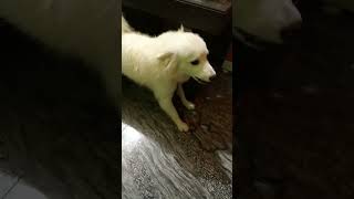 Dog barking to make your dog bark youtubeshort shorts funnydog funnypet dogbarkingsound 😈😈😈☠️ [upl. by Akimat]