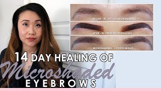 MICROSHADED EYEBROWS 2019  14 DAY HEALING IN PICTURES  MICROSHADING VS MICROBLADING EYEBROWS [upl. by Nosemyaj862]