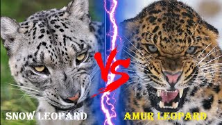 AMUR LEOPARD VS SNOW LEOPARD  Amur Leopard VS Snow Leopard Who Would Win [upl. by Derron336]