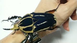 African colorful flower beetle  Mecynorhina torquata ugandensis originUganda [upl. by Kancler]