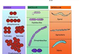 Bacteria Classification On the Base Of Shape  Shapes of bacteria [upl. by Ida823]