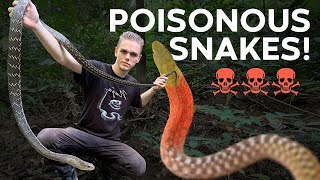 CRANKY SNAKE JUMPS AT MY FACE POISONOUS KEELBACKS amp MORE [upl. by Ettenahs568]