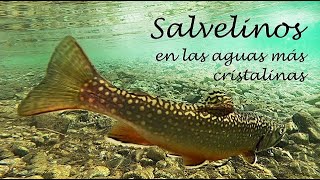 SALVELINOS A MOSCA EN LAS AGUAS MÁS CRISTALINAS [upl. by Nohsav]