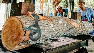 amazing discovery of old mahogany log full of dense fibers at sawmill [upl. by Ellenwad]