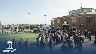 Tattersalls October Yearling Sale 2023 Review [upl. by Novaelc660]