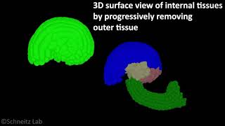 3D digtital ovule Ath good [upl. by Gamber446]