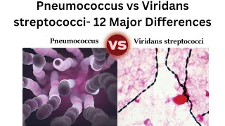 Pneumococcus vs Viridans streptococci 12 Major Differences [upl. by Notnert438]