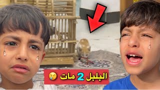 البزون 🐈 اكلت البلبل الثاني 😢 [upl. by Izmar]